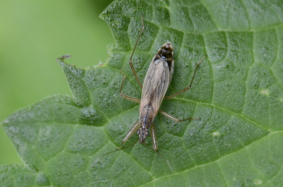 Nabidae: Nabis cf rugosus del Veneto (VI)